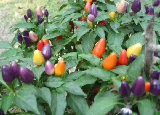 食用科普|彩椒是热性还是凉性