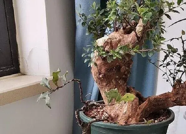 植物浇水|多菌灵可以浇金弹子吗