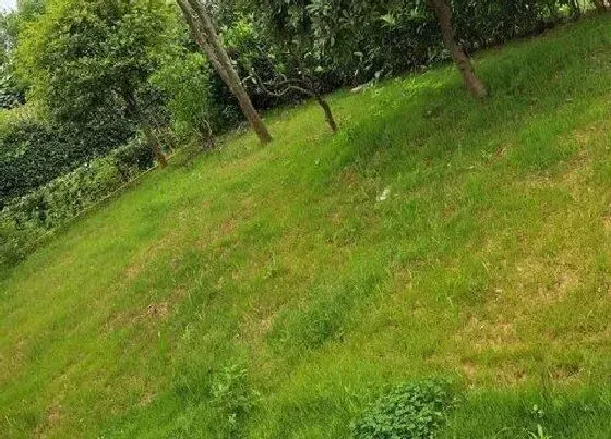 植物播种|黑麦草什么时候播种最合适