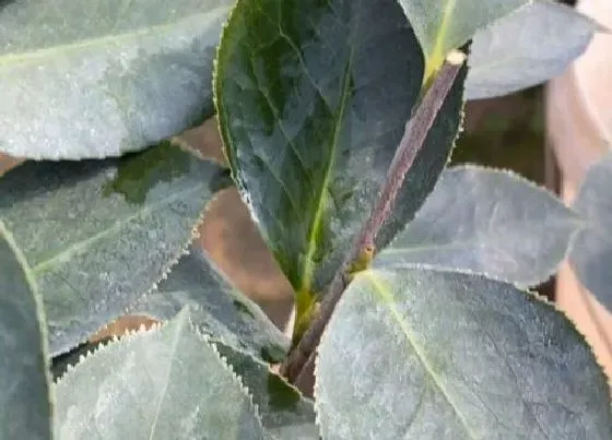 植物修剪|山茶花怎么修剪方法