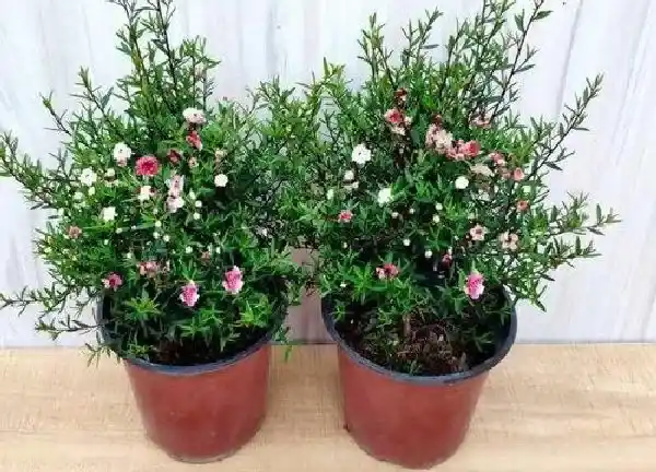 盆景|松红梅用大盆还是小盆