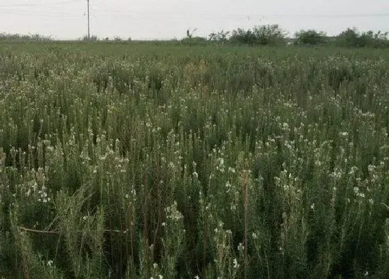 植物排行|食用迷迭香什么品种最好