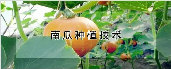 南瓜种植技术 | 农业技术