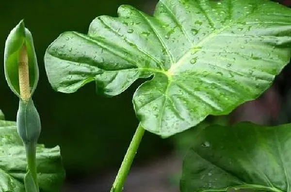 植物浇水|滴水观音浇什么水好 长得更旺盛