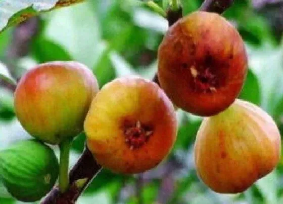 植物排行|无花果品种排名（叫什么名） 哪种无花果最好吃