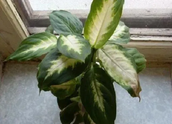 植物招财|公司放什么植物招财