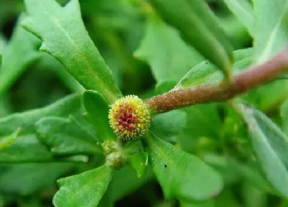 植物百科|鹅不食草在农村叫什么