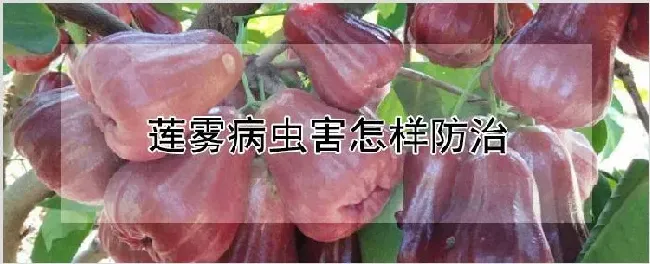 莲雾病虫害怎样防治 | 农业技术