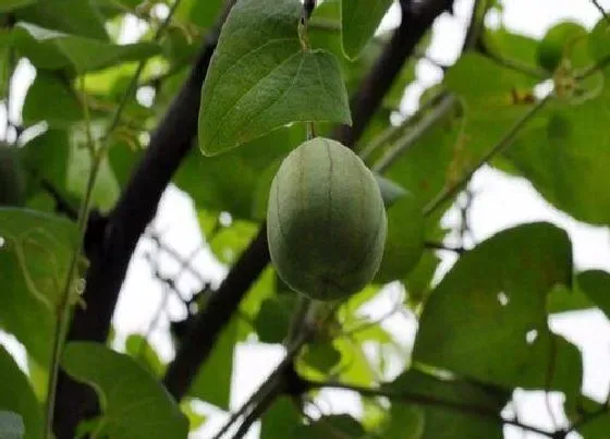 植物百科|天仙藤又叫什么名字