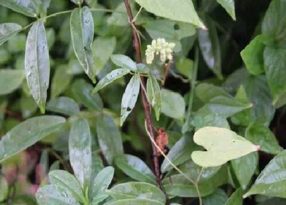 植物百科|牛大力生长在什么地方