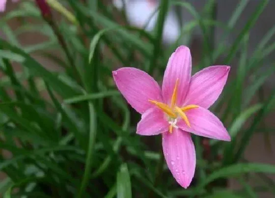 植物百科|和水仙花很像的植物