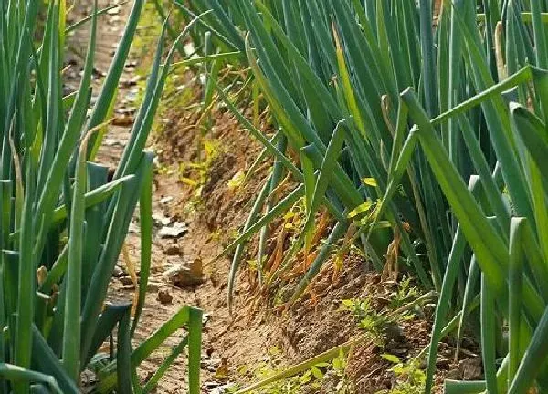 植物移栽|大葱移栽时间和方法 什么时候移栽最合适