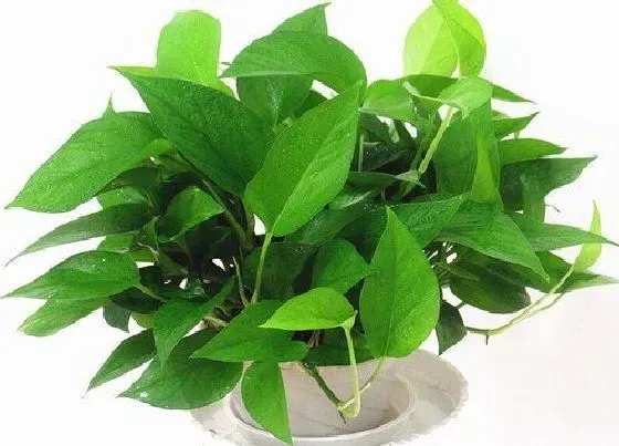 植物排行|常青植物有哪些