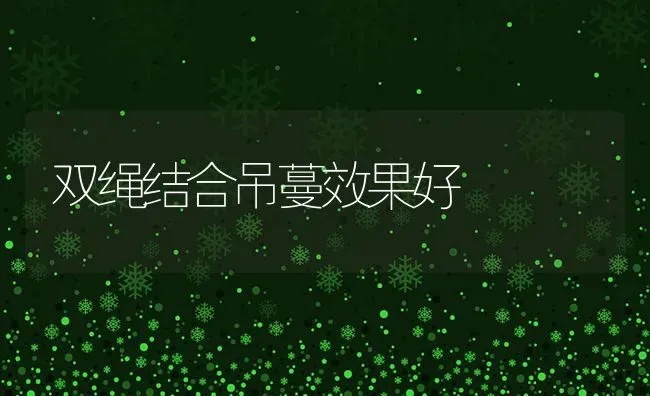 双绳结合吊蔓效果好 | 瓜果种植