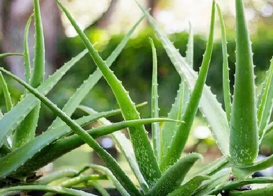 习性特点|芦荟长什么样子