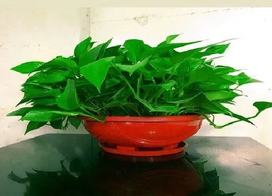 植物排行|水栽植物有哪些