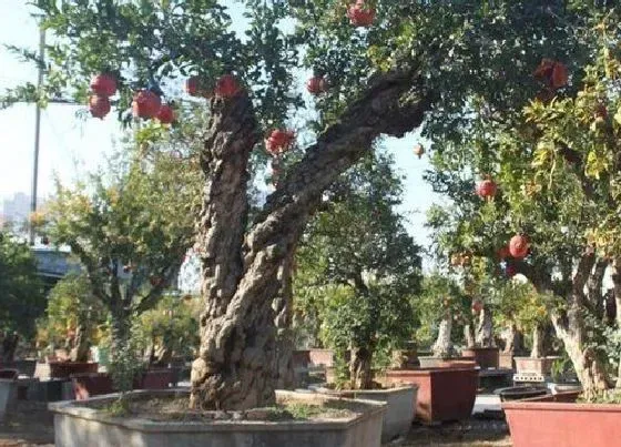种植管理|石榴树什么时候栽最好 几月份种植最容易活