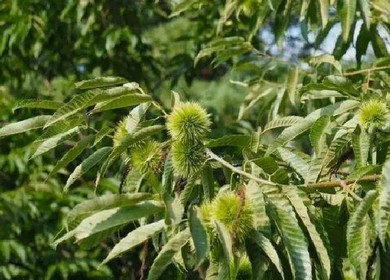 种植管理|板栗几年结果实