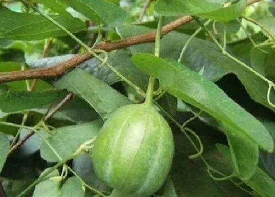 植物百科|天仙藤又叫什么名字
