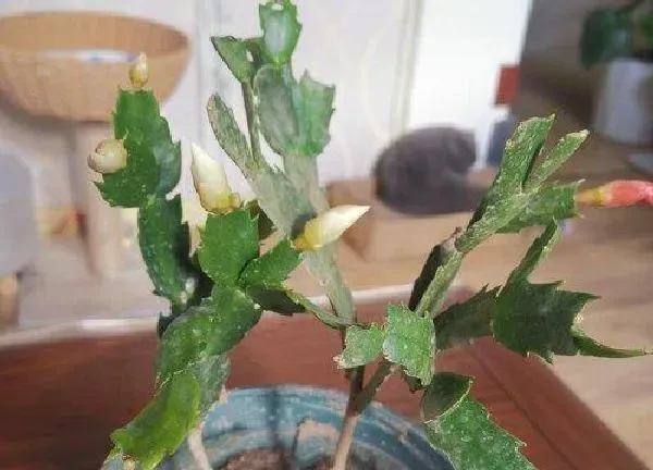 植物扦插|怎样扦插叶仙成活率高 什么时候扦插生根能活