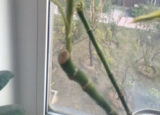 植物修剪|百合竹什么时候剪枝合适