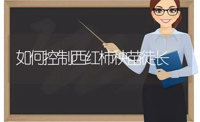 如何控制西红柿秧苗徒长 | 蔬菜种植