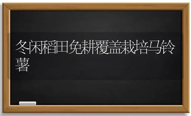 冬闲稻田免耕覆盖栽培马铃薯 | 粮油作物种植