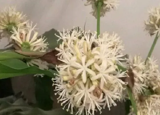 花期|巴西木花期是什么时候