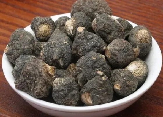 种植管理|玛卡的生长周期是多长时间