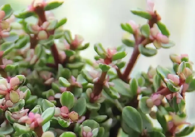 养殖科普|盆栽金枝玉叶开花吗（金枝玉叶花怎么养好才能开花）