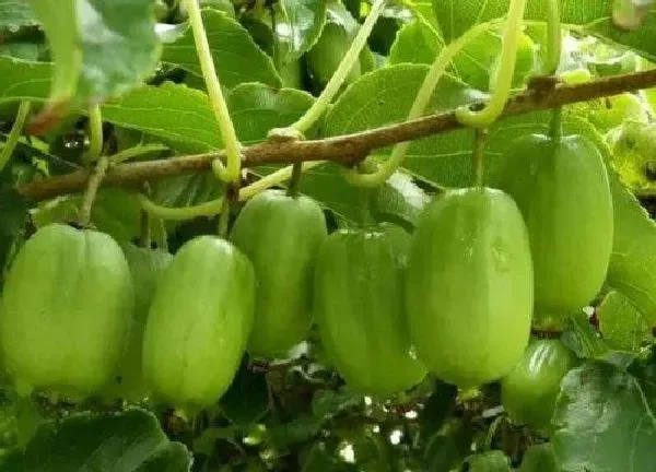 养殖科普|软枣猕猴桃种植技术与管理