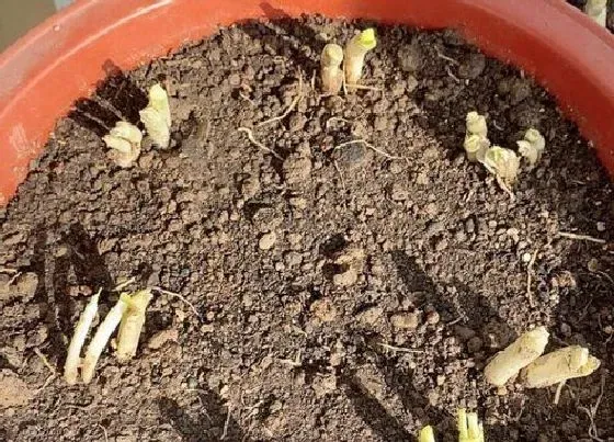 种植育种|小香葱种子的种植方法