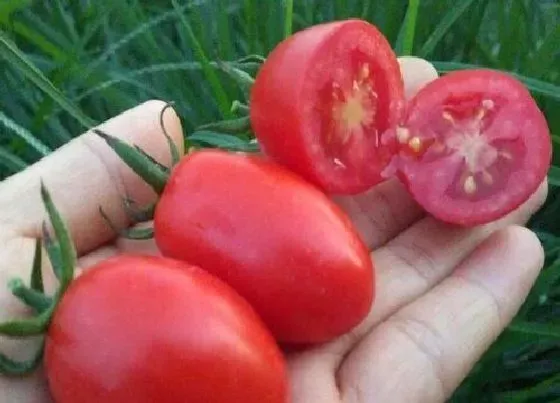 种植百科|圣女果一年可以种几次 一年有几次收成，生长期时间）