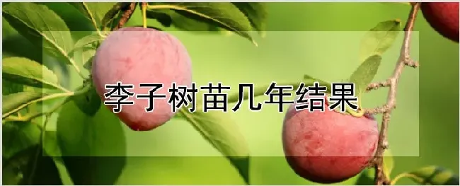 李子树苗几年结果 | 种植技术