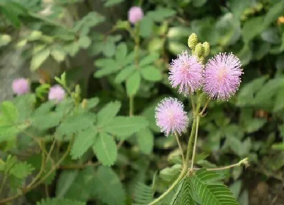 植物种类|桫椤和含羞草是一种植物吗