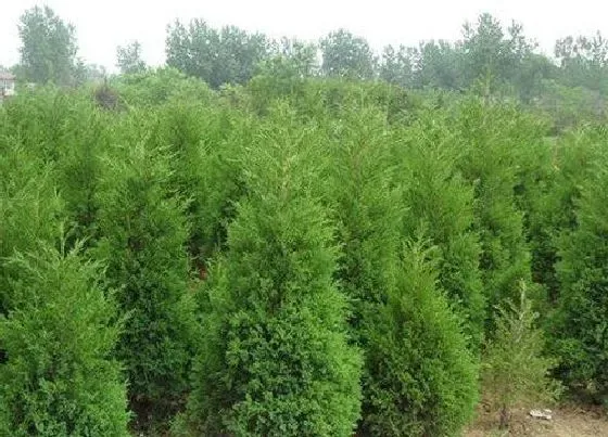 植物产地|松树是哪个国家的国树