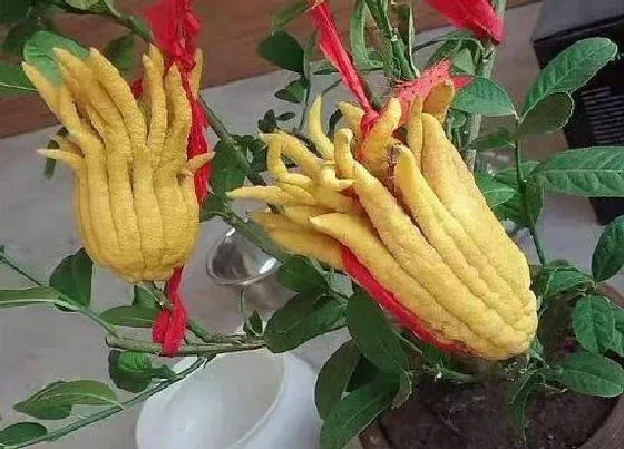 开花时间|佛手托金什么时候开花