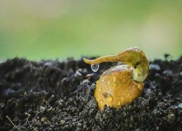 植物发芽|榴莲怎么发芽快