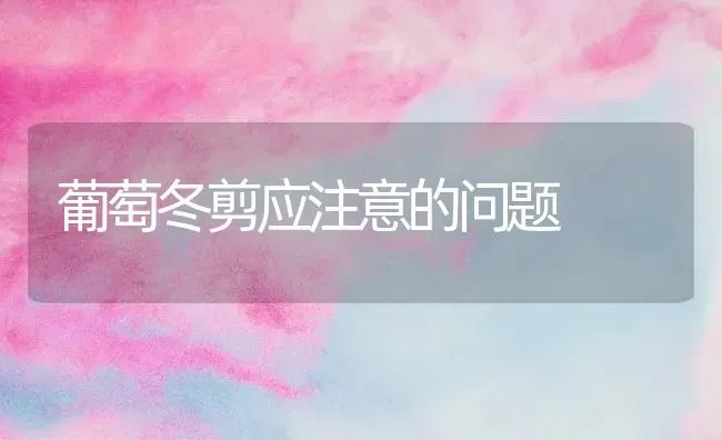 葡萄冬剪应注意的问题 | 瓜果种植