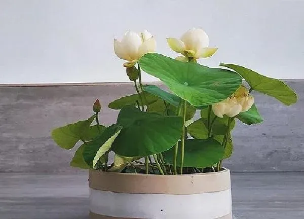 养殖科普|碗莲一盆种几颗合适