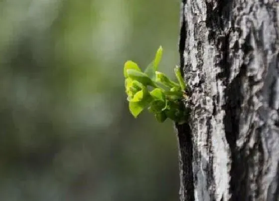 植物产地|银杏树原产地在哪里