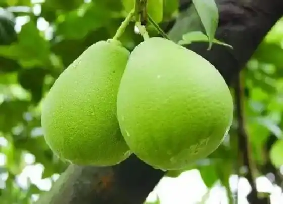 植物百科|柚子长在树上还是地上 出在什么地方