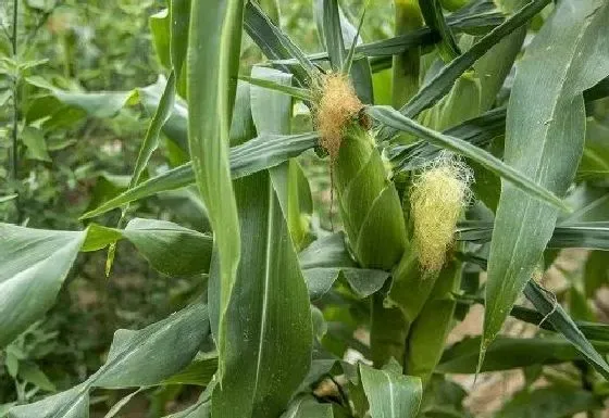 植物育苗|夏玉米几天出苗 播种后多长时间出苗