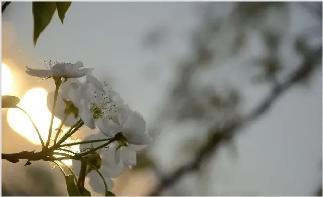 梨树要怎样授粉？学好这五点技巧不怕啦 | 自然知识