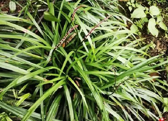 植物百科|麦冬草开花吗 开花什么样子