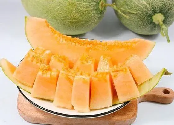 水果科普|兰州水果特产有哪些 当地盛产的水果品种