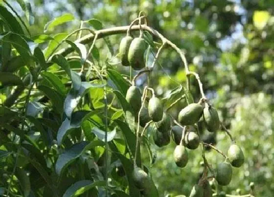 植物产地|槟榔原产地在哪里