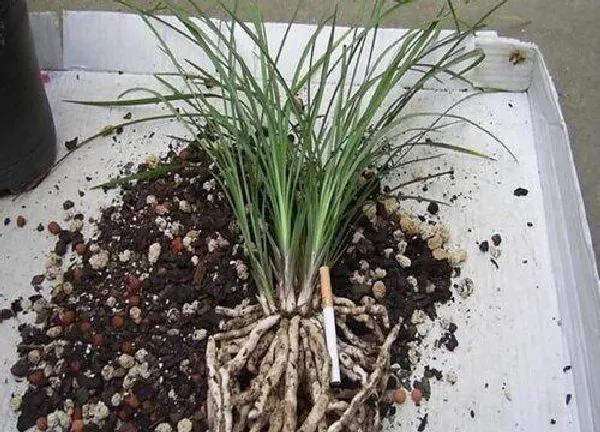 植物换土|墨兰怎么换土换盆