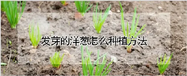 发芽的洋葱怎么种植方法 | 种植技术