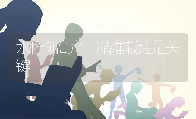 水稻创高产 精准栽培是关键 | 粮油作物种植